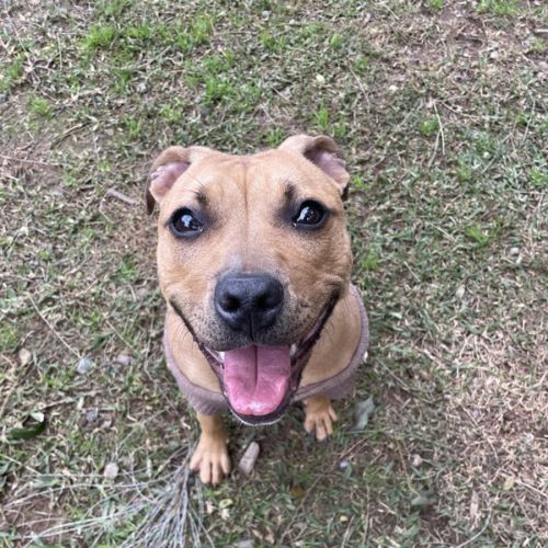 Luna - Staffordshire Bull Terrier Dog