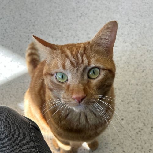 Silas - Domestic Short Hair (DSH) Cat