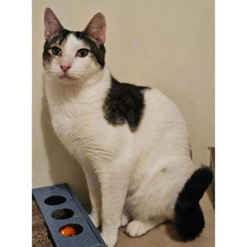 10745 - Morley - Domestic Short Hair (DSH) Cat