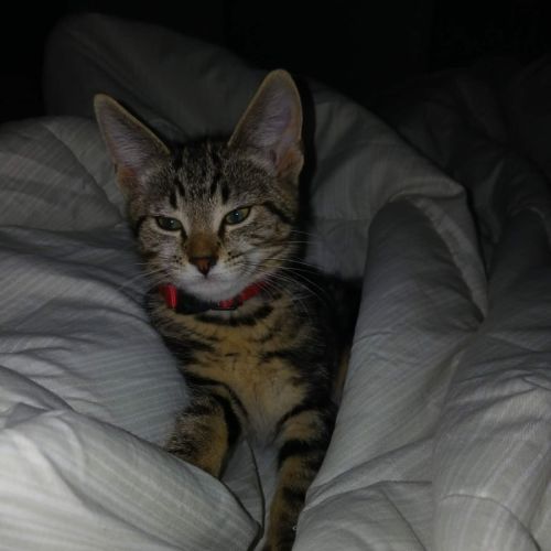 Raphaella - Domestic Short Hair (DSH) Cat