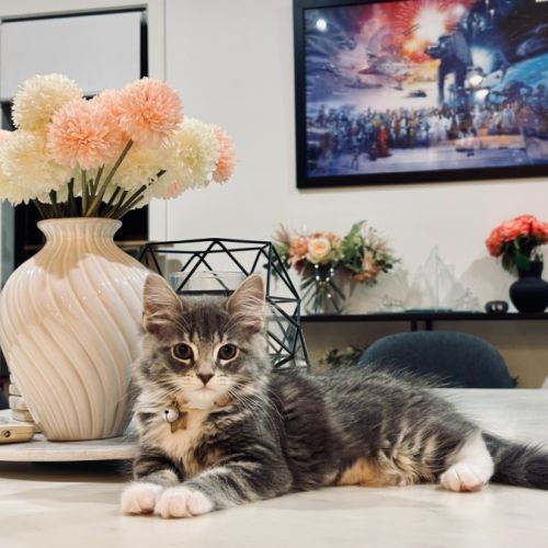 Pastel - Domestic Short Hair (DSH) Cat