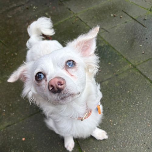 Lotso - Chihuahua Dog