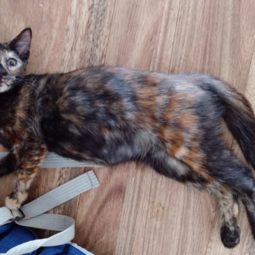 Checkers - Domestic Short Hair (DSH) Cat