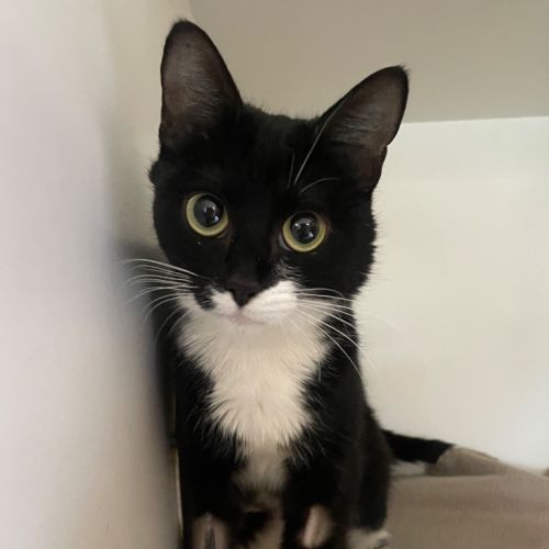Mocha - Domestic Short Hair (DSH) Cat
