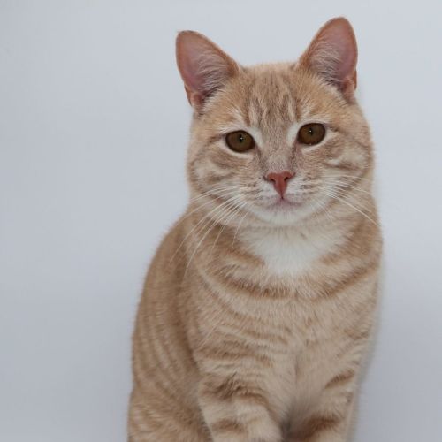 Seb at PET Quarters Belmont - Domestic Short Hair (DSH) Cat