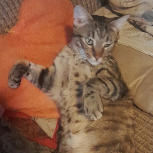 Ozzy  - Domestic Short Hair (DSH) Cat