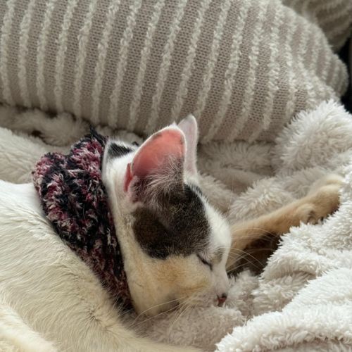 Ayra - Domestic Short Hair (DSH) Cat