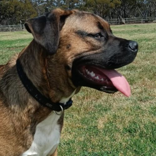 Pudding - Mastiff x Mixed breed Dog