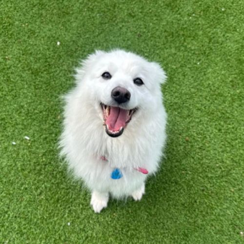Pineapple - Japanese Spitz Dog