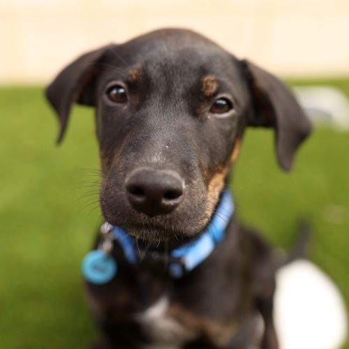 Cola - Mixed breed Dog