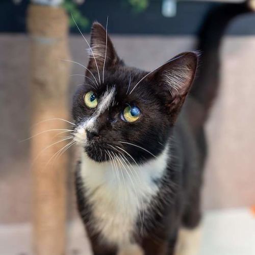 Finley - Domestic Short Hair (DSH) Cat