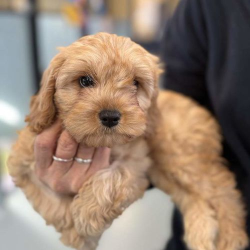 Fi - Cavalier King Charles Spaniel Dog