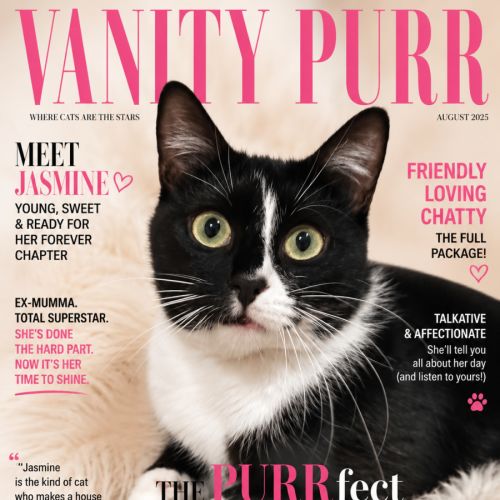 Jasmine - Domestic Short Hair (DSH) Cat