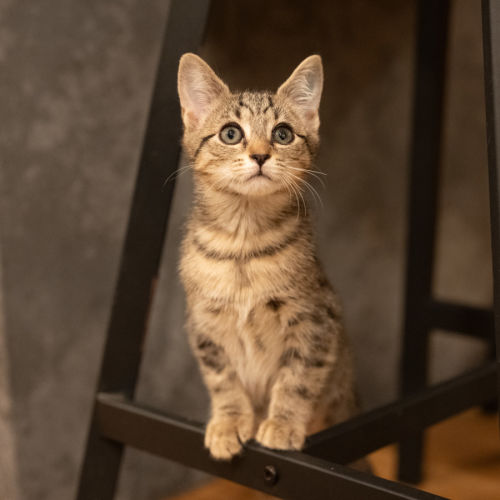Nacho - Domestic Short Hair (DSH) Cat