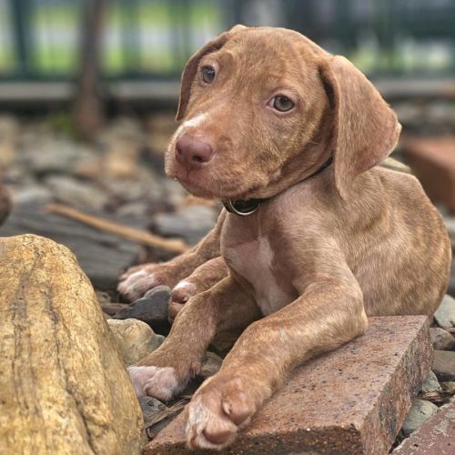 Cluedo - Mixed breed Dog