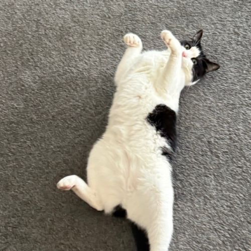 Yoda - Domestic Short Hair (DSH) Cat