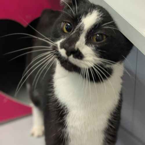 Monet - Domestic Short Hair (DSH) Cat