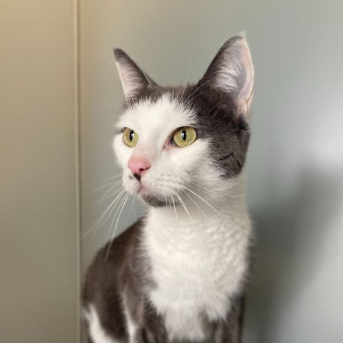 Cathy - Domestic Short Hair (DSH) Cat