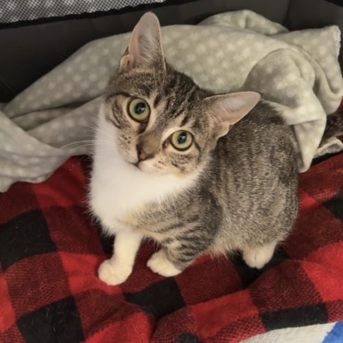 Clover - Domestic Short Hair (DSH) Cat