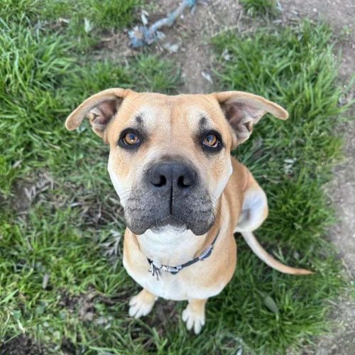 Sundae - Mastiff Dog