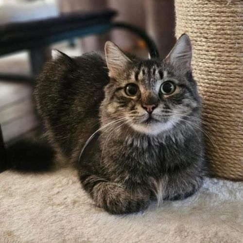 12962 - Quartz - Domestic Medium Hair (DMH) Cat