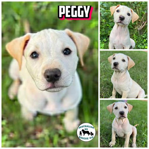 Peggy  - Labrador Retriever Dog
