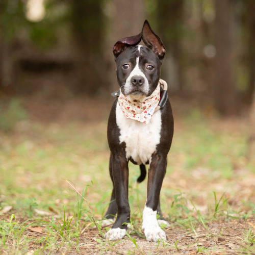 Shadow - Bullmastiff x American Staffy Dog