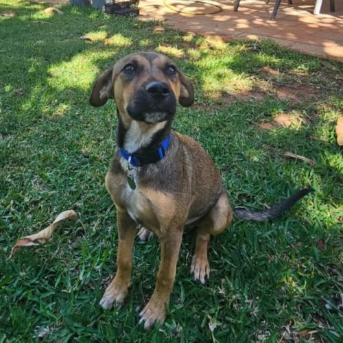 Roy - Mixed breed Dog