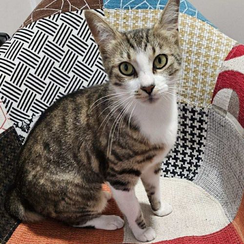 Lois - Domestic Short Hair (DSH) Cat