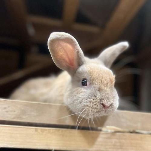 Simba - Mini Lop Rabbit