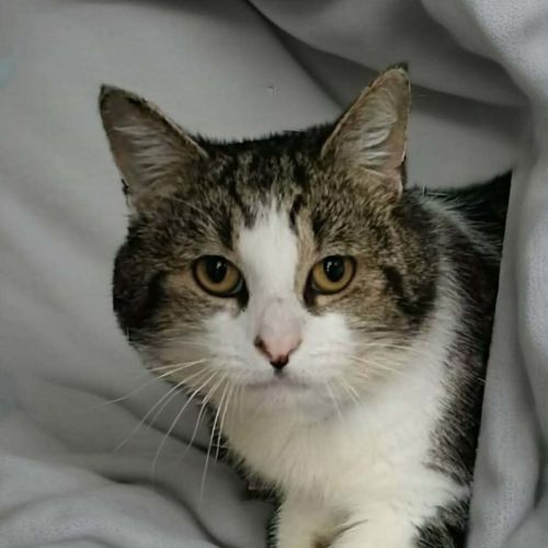 Bubs - Domestic Short Hair Cat