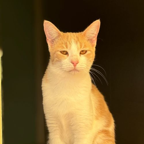 Malcolm  - Domestic Short Hair (DSH) Cat