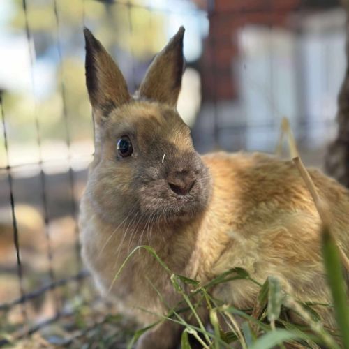 Mr Crumb - Netherland Dwarf Rabbit