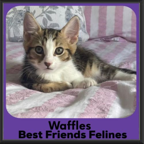 Waffles - Domestic Short Hair (DSH) Cat