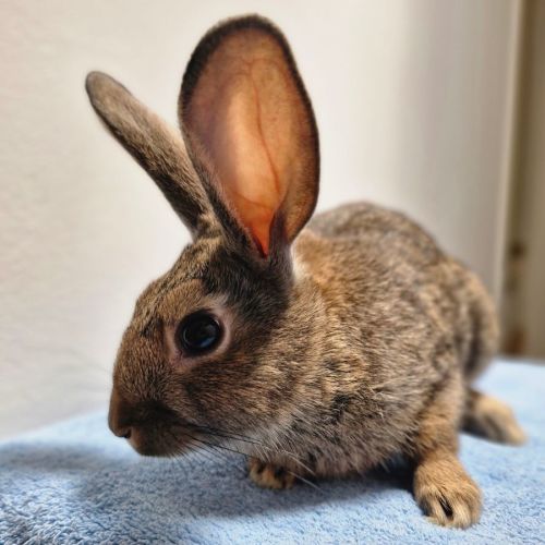 Gale -  Rabbit