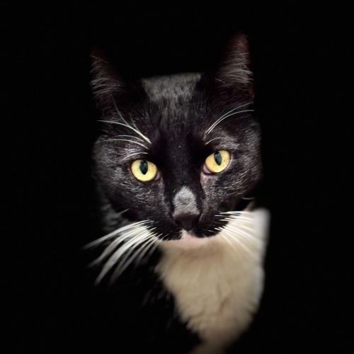 Jesse  - Domestic Short Hair (DSH) Cat