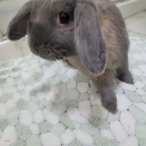 Parsnip - Lop Eared Rabbit