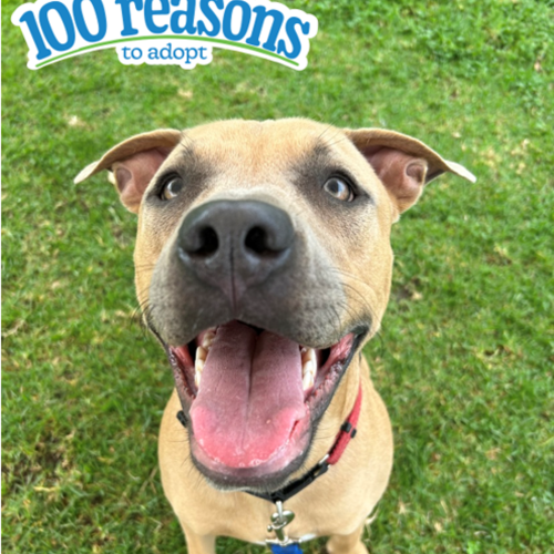 Bimba - American Staffy Dog