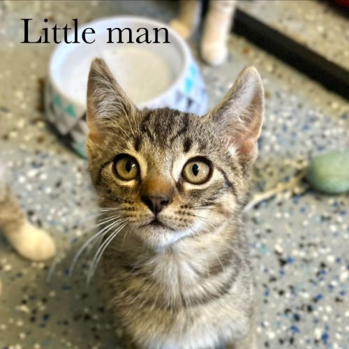 Little Man - Domestic Short Hair (DSH) Cat