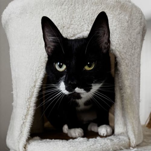 Nikki - Domestic Short Hair (DSH) Cat