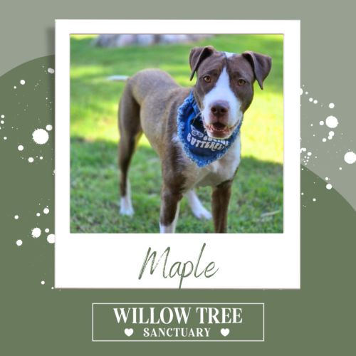 Maple - Irish Wolfhound Dog