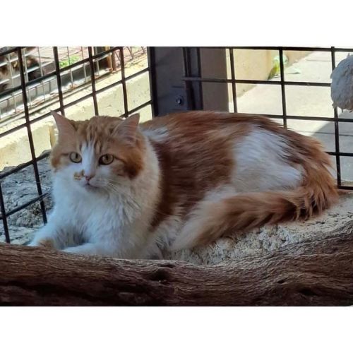 12637 - Molly - Domestic Long Hair (DLH) Cat