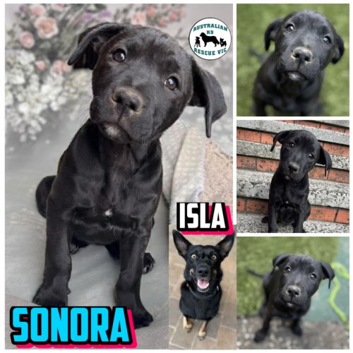 Sonara  - Australian Kelpie Dog