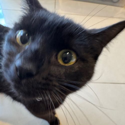 Roo - Domestic Medium Hair (DMH) Cat