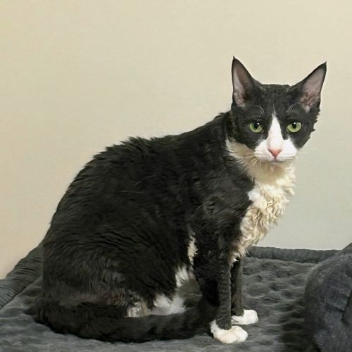 Gallipoli - Domestic Short Hair (DSH) Cat