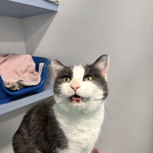 Mr Whiskers - Domestic Short Hair (DSH) Cat