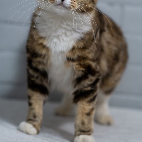 Mabel - Domestic Medium Hair Cat