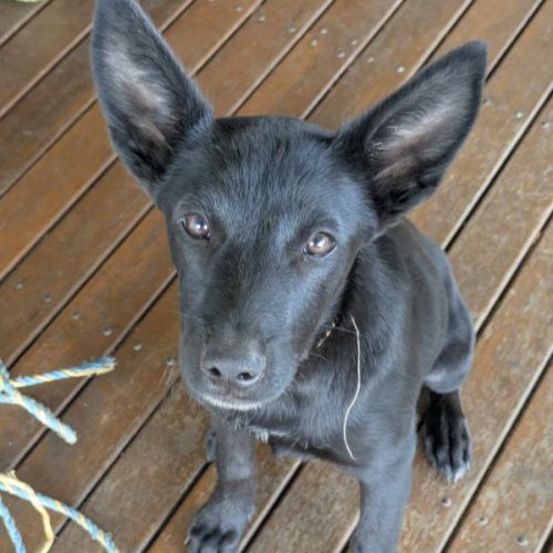 Panther - Australian Kelpie Dog