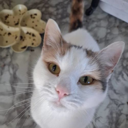 Cinders - Domestic Short Hair (DSH) Cat