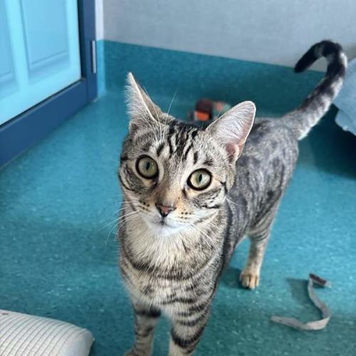 Sid - Bengal Cat